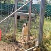 CENTRO DE EDUCACIÓN Y CONDUCTA CANINA, TERAPIAS ASISTIDAS